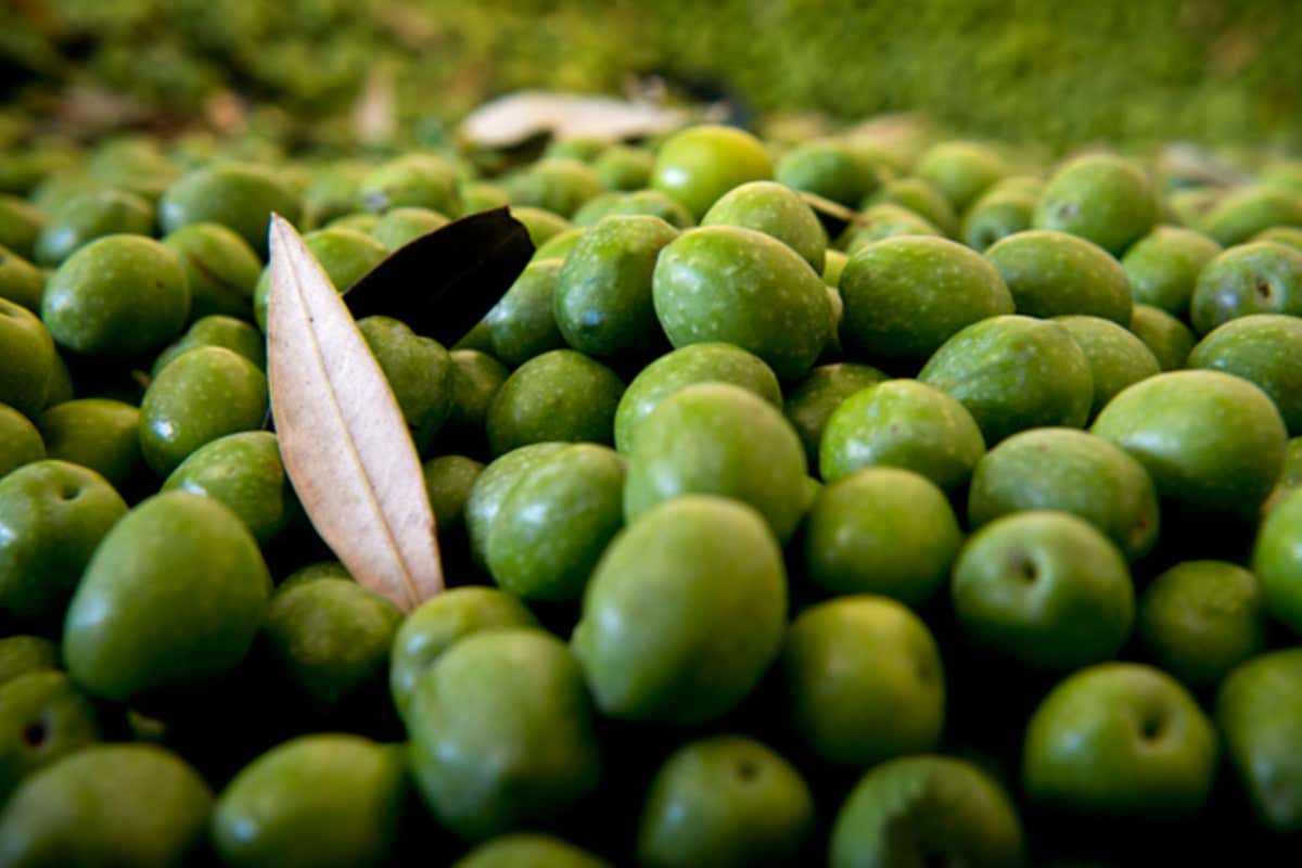 Olio, salvare l'evo nazionale: ricerca e innovazione la chiave